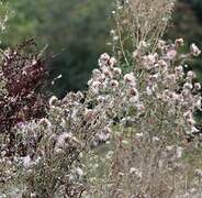 European Goldfinch