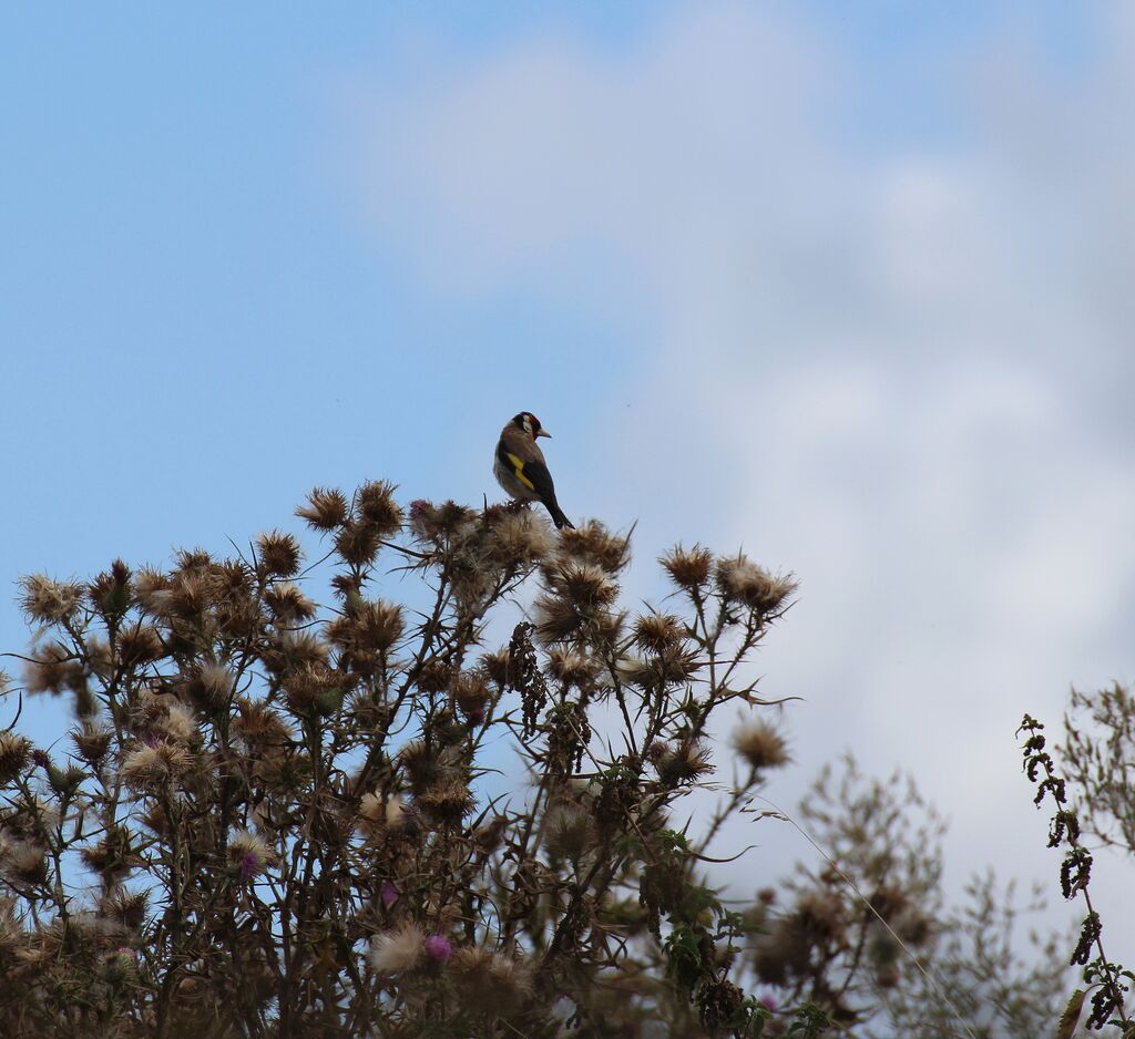 Chardonneret élégant