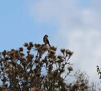 European Goldfinch