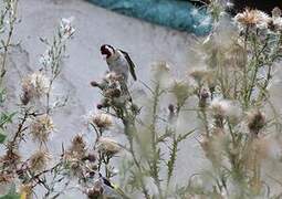 European Goldfinch