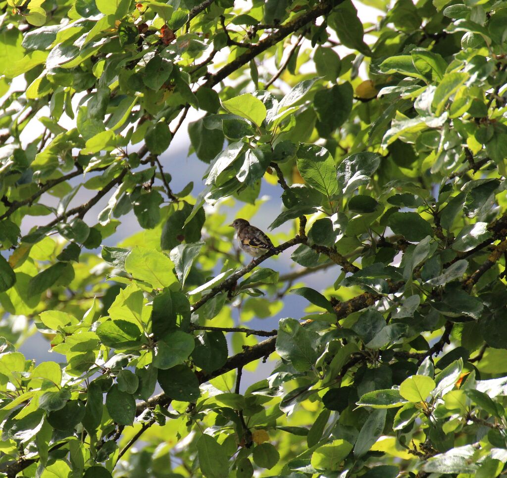 European Goldfinch