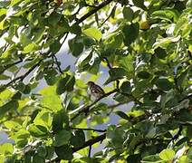 European Goldfinch