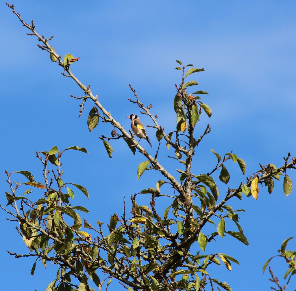 Chardonneret élégant