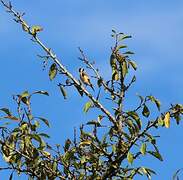 European Goldfinch