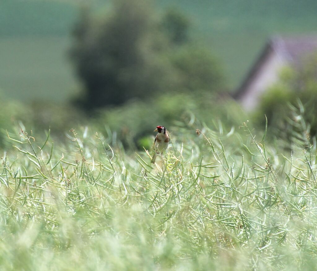 European Goldfinch