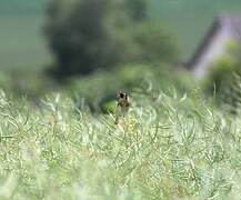 European Goldfinch