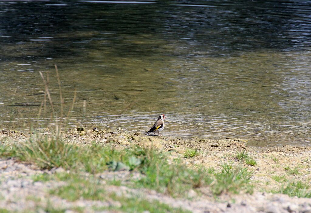 European Goldfinch