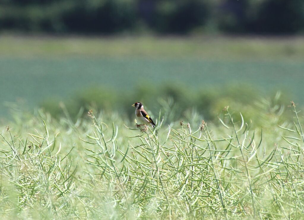 Chardonneret élégant