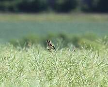 European Goldfinch