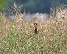 European Goldfinch