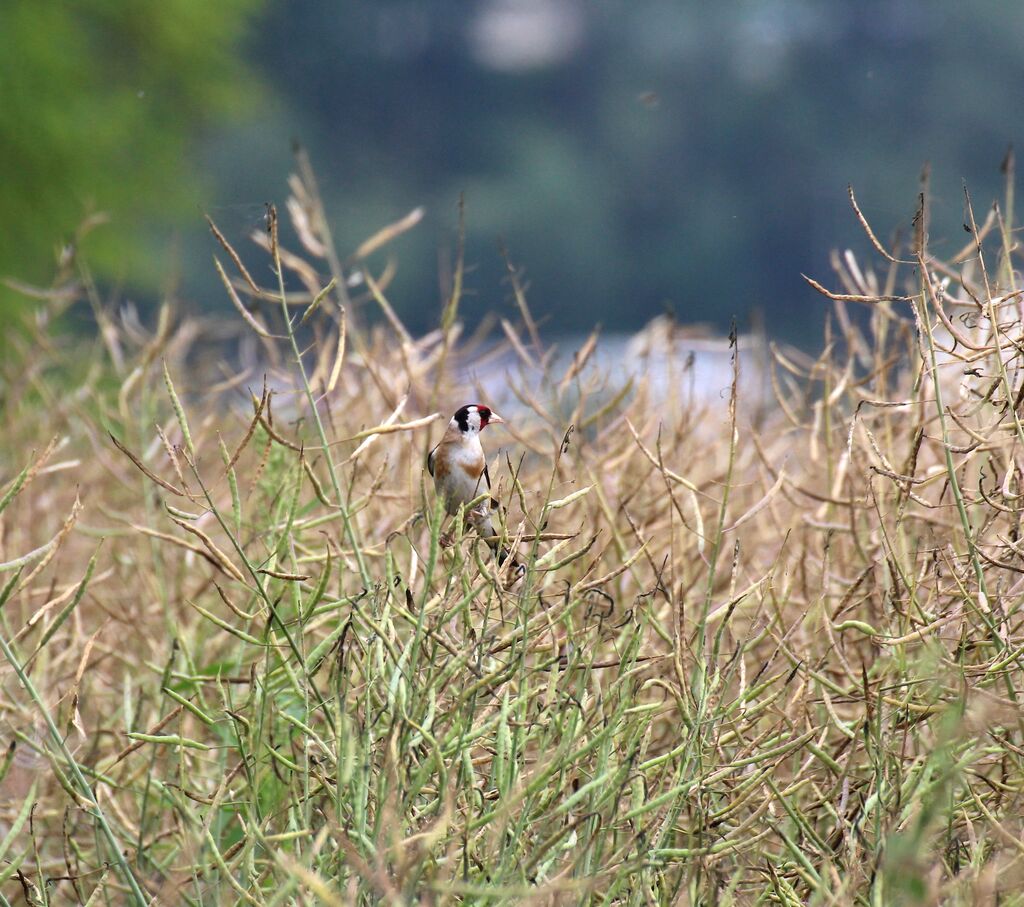 European Goldfinch