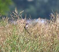 European Goldfinch