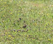 European Goldfinch