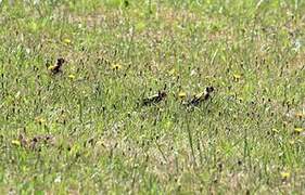 European Goldfinch