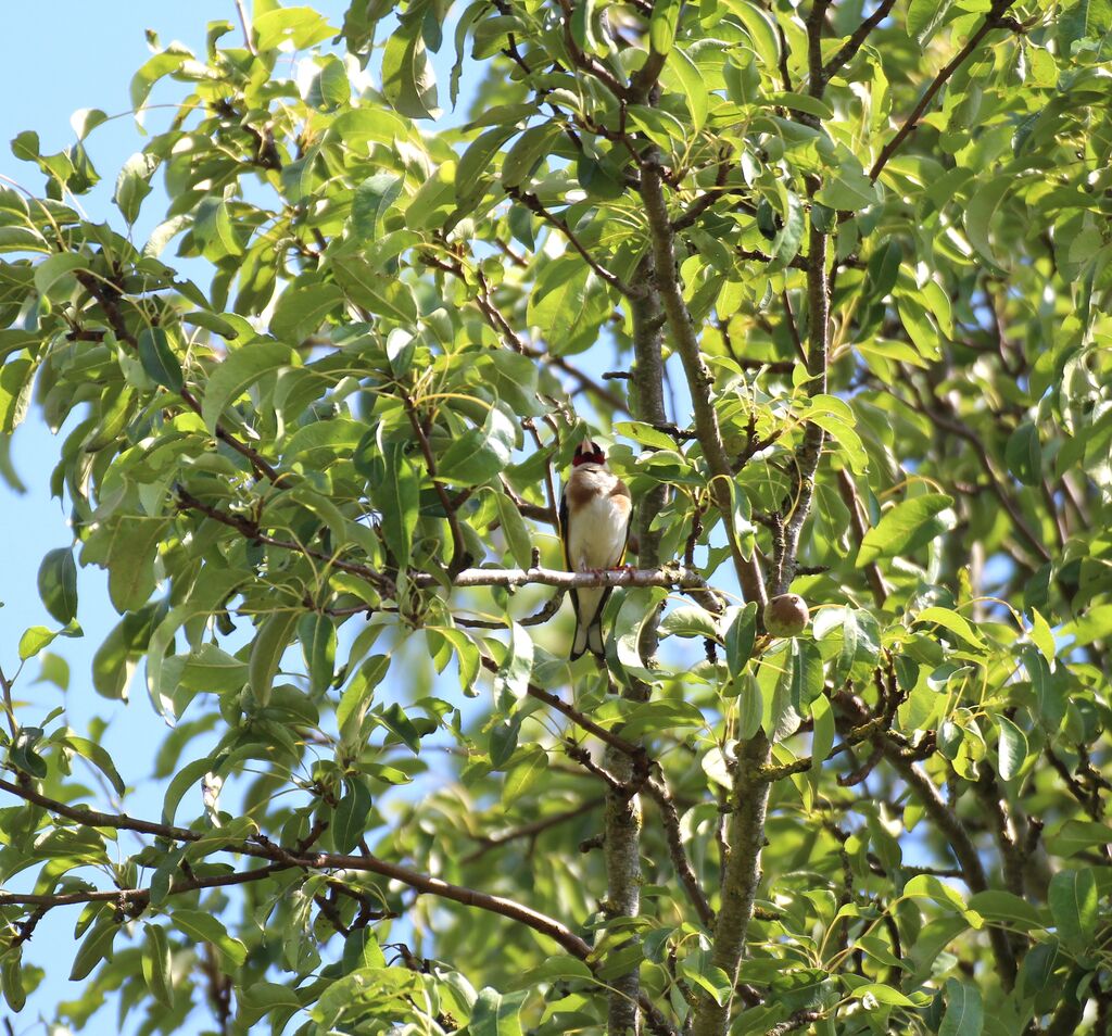 European Goldfinch