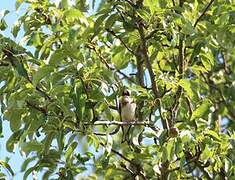 European Goldfinch