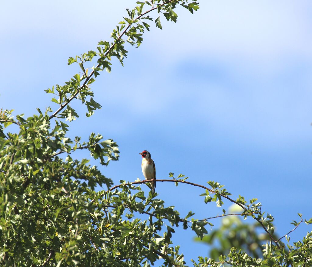 European Goldfinch