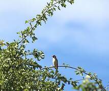 European Goldfinch