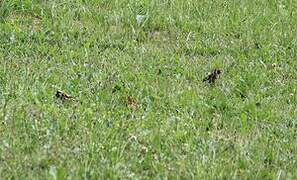 European Goldfinch