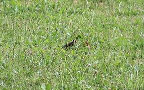 European Goldfinch