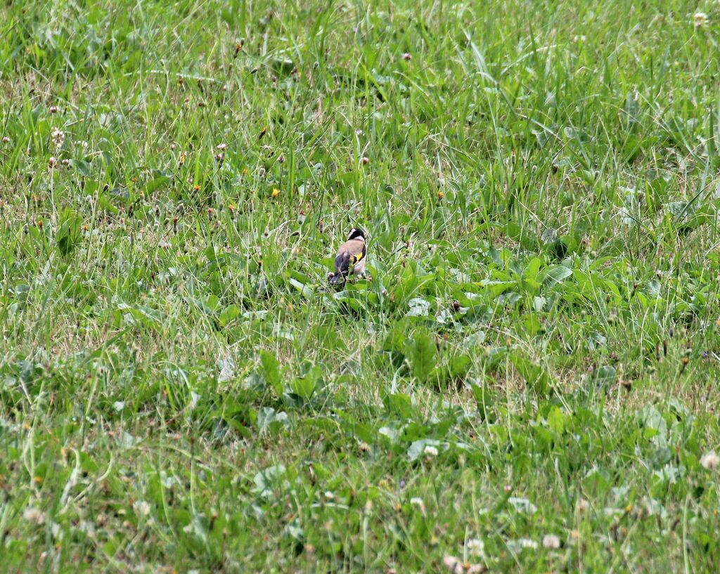 European Goldfinch