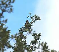 European Goldfinch