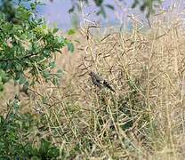 European Goldfinch