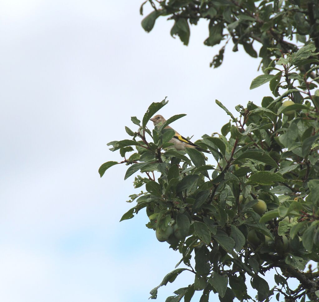 European Goldfinch