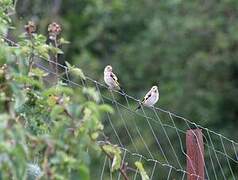 European Goldfinch