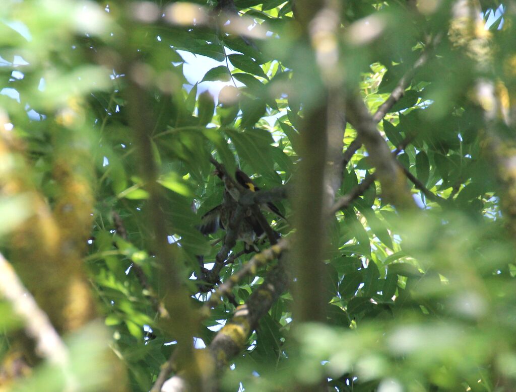 European Goldfinch