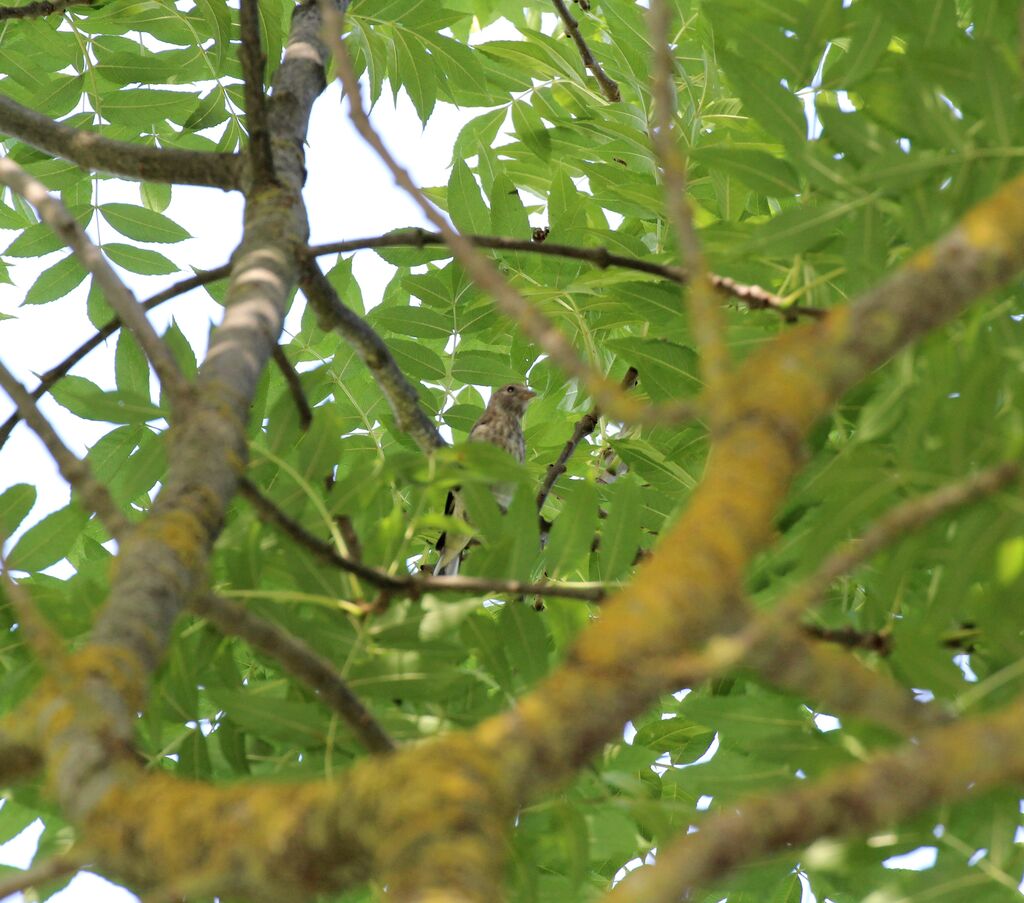 Chardonneret élégant