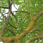 European Goldfinch