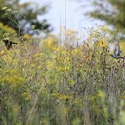 European Goldfinch