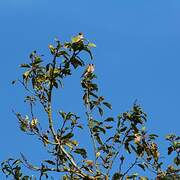 European Goldfinch