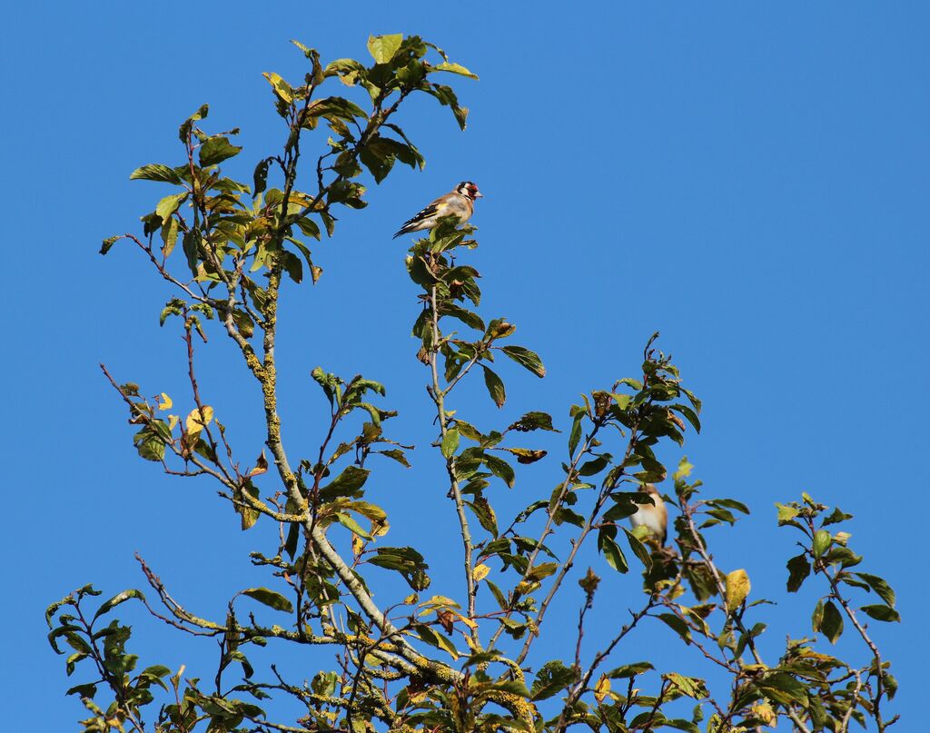 Chardonneret élégant