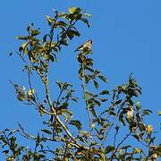 European Goldfinch