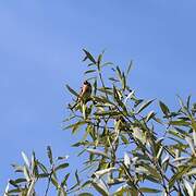 European Goldfinch