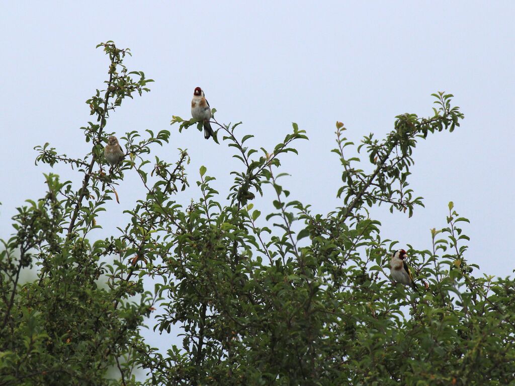 European Goldfinch