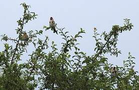 European Goldfinch