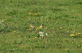 European Goldfinch