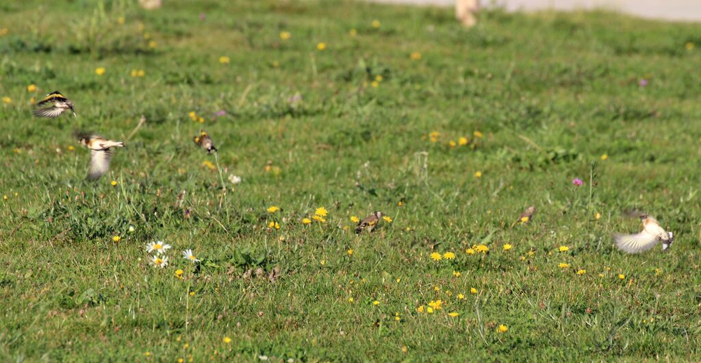 European Goldfinch