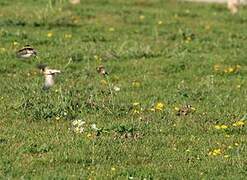 European Goldfinch