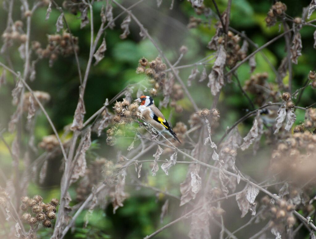 Chardonneret élégant