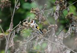 European Goldfinch