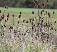 European Goldfinch