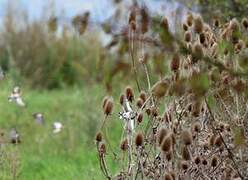 European Goldfinch