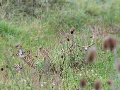 European Goldfinch