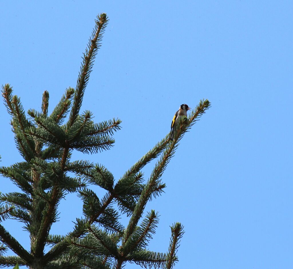 European Goldfinch