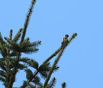 European Goldfinch