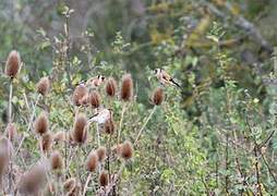 European Goldfinch